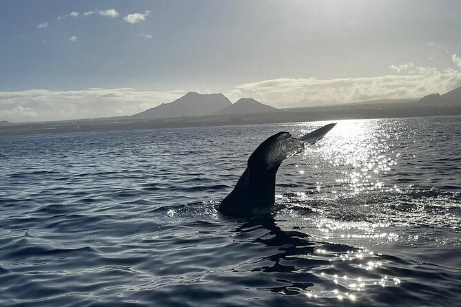 Whale Dream ltd - Whales watching and swim with dolphins - Swimming with spinner and bottlenose dolphins