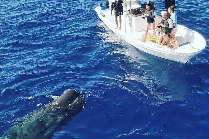 Whale Dream ltd - Whales watching and swim with dolphins - A careful approach to marine wildlife
