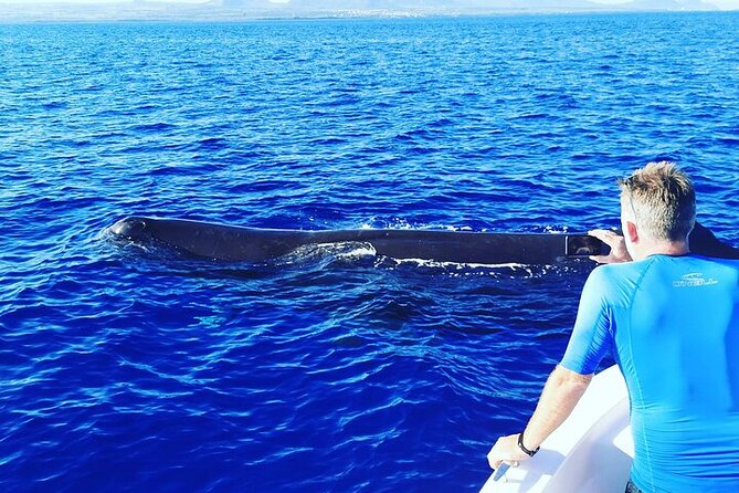 Whale Dream ltd - Whales watching and swim with dolphins - Practical details that can make or break the morning