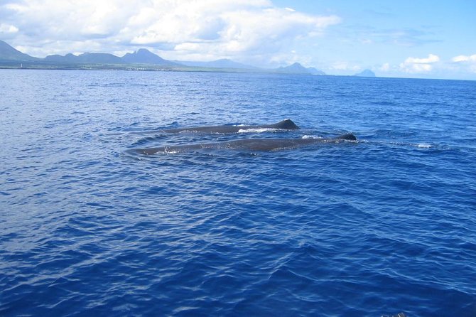 Whale watching - Key points before you book