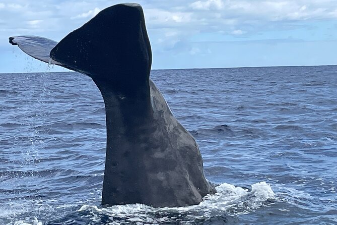 Whale Watching and Private Ocean Safari Experience in Mauritius - Black River Bay at 7:00 am