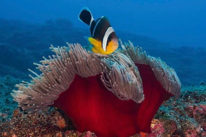 Whale Watching and Private Ocean Safari Experience in Mauritius - Whale watching without a guarantee