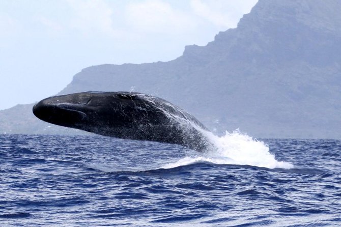 Whale watching - The speedboat ride to the whale area