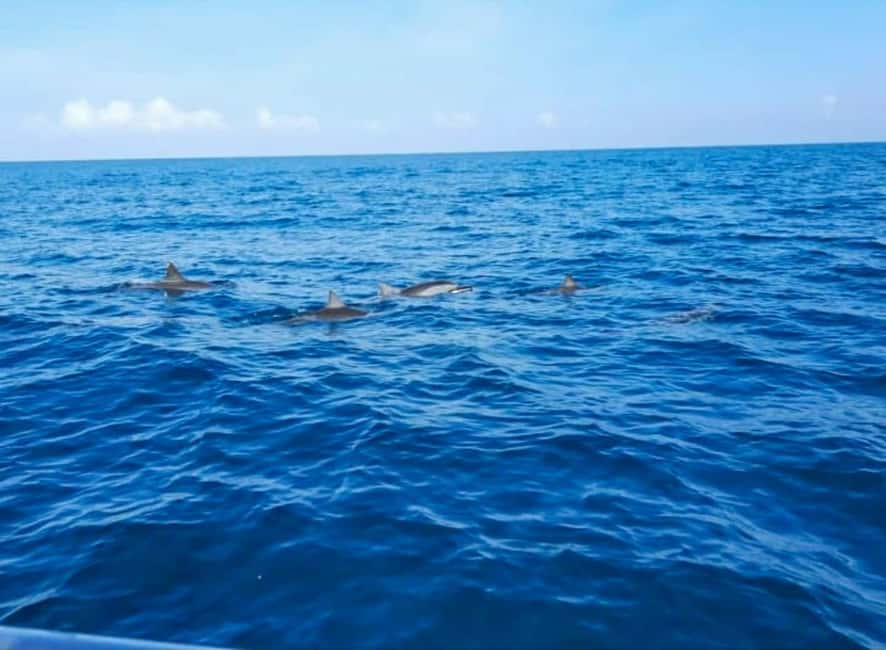 Wild Dolphin Encounter & Snorkeling Adventure – Mauritius. - Key points to know before you book