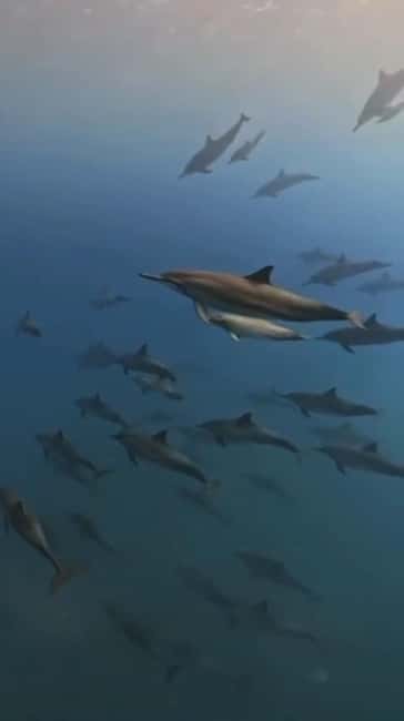 Wild Dolphin Encounter & Snorkeling Adventure – Mauritius. - What the crew and communication are like