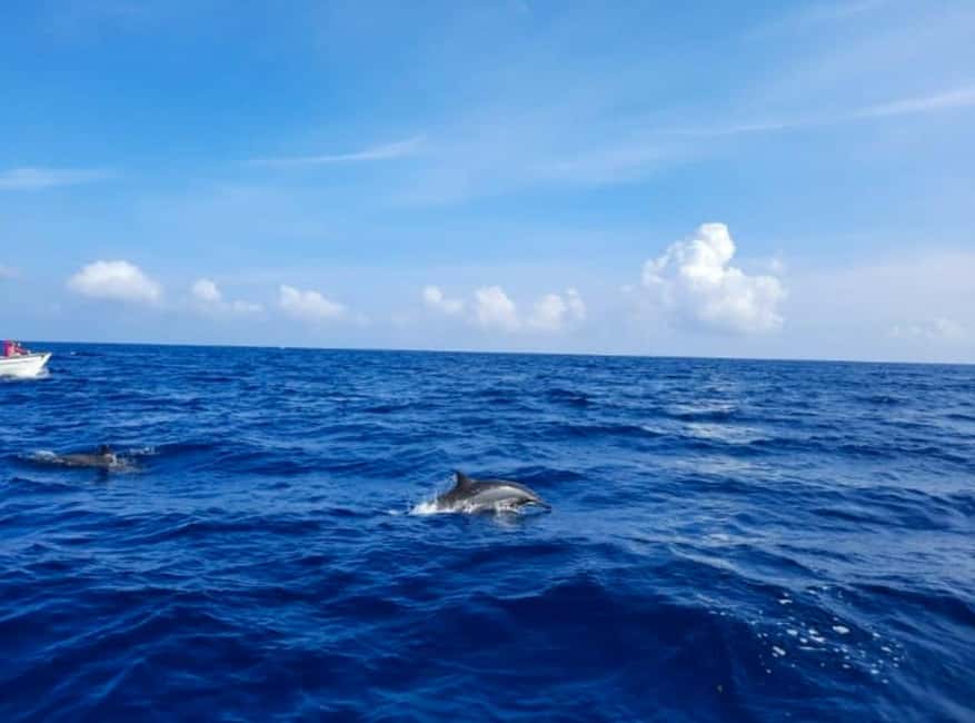 Wild Dolphin Encounter & Snorkeling Adventure – Mauritius. - Group size, transport, and the real cost