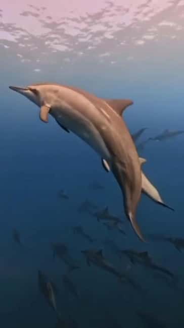 Wild Dolphin Encounter & Snorkeling Adventure – Mauritius. - Finding dolphins in the open sea