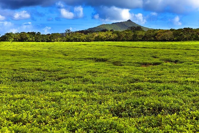 Wild South: Full-Day tour incl Rhumerie St Aubin, Bois cheri Tea factory & Lunch - Key points to know before booking